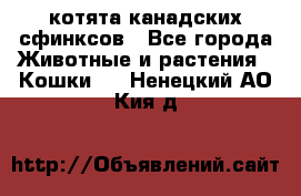 котята канадских сфинксов - Все города Животные и растения » Кошки   . Ненецкий АО,Кия д.